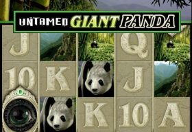 Untamed Giant Panda